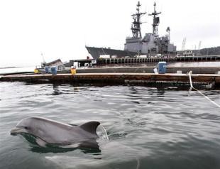 Dolphin wars in the Black Sea