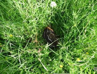 Mini drones rescue Bambis from hay shredders