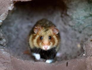 France launches action plan to save endangered hamster