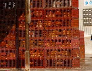 China reports first death from H5N6 bird flu strain