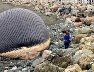 Canada fishing community fears exploding whale