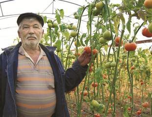 Leaf-mining’ moth threatens tomatoes