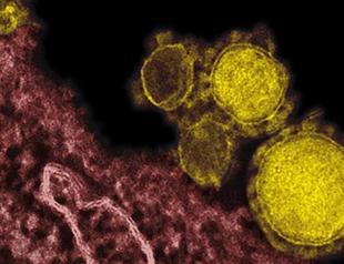WHO to hold emergency talks on deadly MERS virus