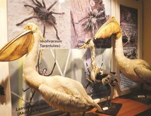 Animals died in accidents, zoos at Zoology Museum