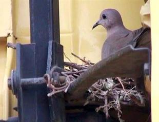 Turkish man waits 19 days to let pigeons hatch in a nest made in his truck