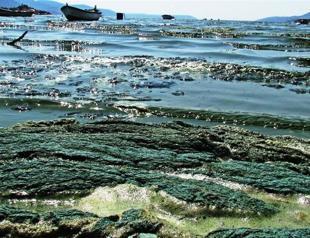 Bafa Lake triggers ecological alarm bells after turning green and releasing toxic foam