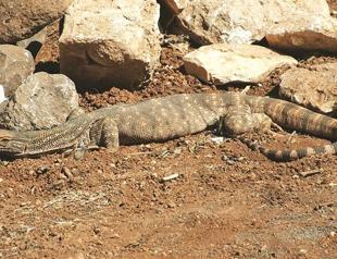 Rare, huge lizard species found alive in Şanlıurfa