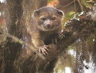 Top 10 newly-found species span big trees, tiny flies