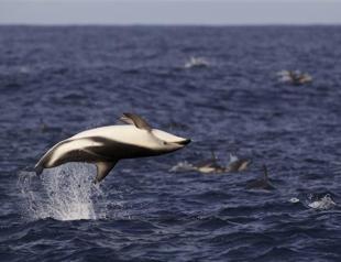 Activists submit signatures to ban dolphin parks in Turkey