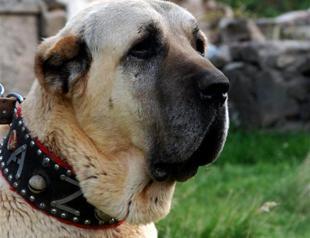 Rare Anatolian guard dog has eye operation
