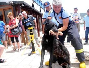 PHOTOS: Heroic dog saves puppies after rescue team asks for help