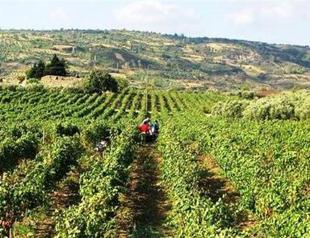 Turkey’s ‘wine dream has been halted’