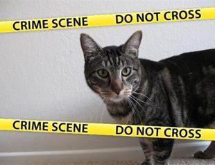 Turkish authorities try to avoid new ‘cat incident’ in presidential elections