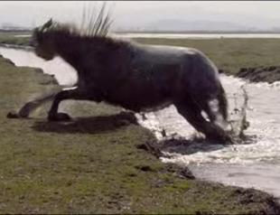 Award-winning Turkish director Ceylan sued for alleged animal cruelty