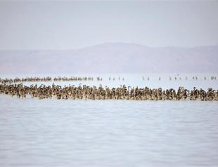 Thousands of flamingos born in Tuz Lake