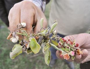 Frost adds to farmers’ pains after dry winter