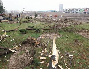 Trees cut in night raid on Ankara State Theaters campus