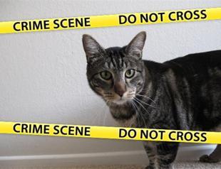 Cats make a comeback in Turkish politics with govt statement