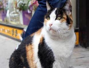 Stray cat on the run after sparking legal battle in sleepy Turkish town