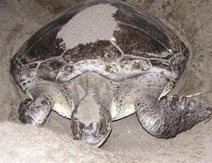Caretta carettas under protection on Turkish coasts