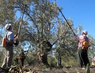 Turkish olive producers rise up against draft bill allowing energy investments in their groves