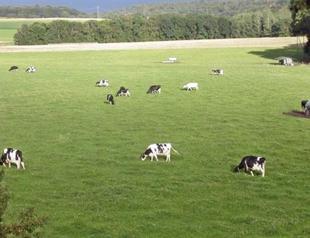 Pastures to be opened to construction as part of urban development projects with new bill