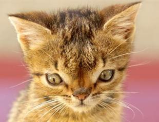 Turkey mourns for Otto, the kitten diagnosed with Down’s syndrome