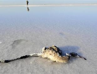 Water evaporates, flamingos die in Tuz Lake