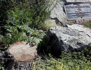 Beetles devour George Harrison tribute tree