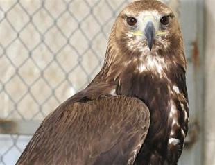 Wounded birds under rehabilitation in Van