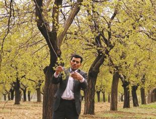 Frost-hit apricot and hazelnut prices on rise