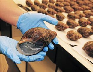 Giant African snails seized at Los Angeles airport