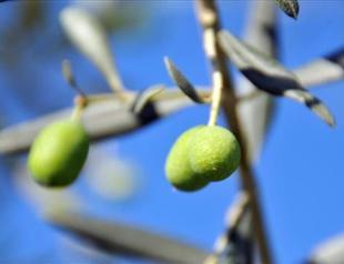 Olive grove destruction bill needed for nuclear plant construction: Energy Ministry