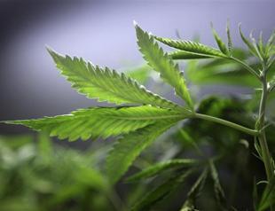 New York Times calls for marijuana legalization