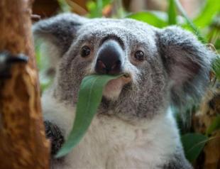 Koala survives terrifying ride clinging to car