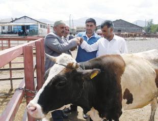 Web auction to boost East’s livestock trade