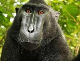 Monkey selfie sparks copyright row