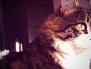 Şero the Cat called to duty for elections