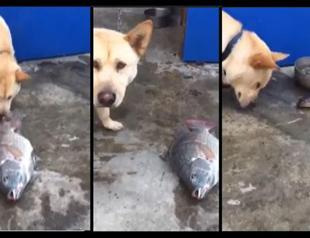 Video of a dog trying to save dying fish will melt your heart