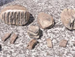 Mammoth fossils from 2 mln years ago
