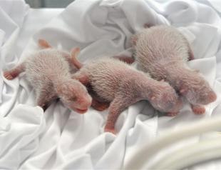 Chinese zoo unveils worlds first surviving panda triplets