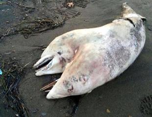 Turkish university wants to display two-headed dolphin
