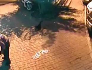 CAUGHT: Woman detained after killing two stray kittens in Istanbul