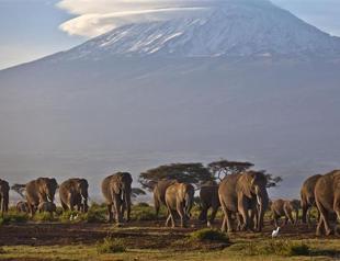Wildlife WikiLeaks targets Africa poaching elite