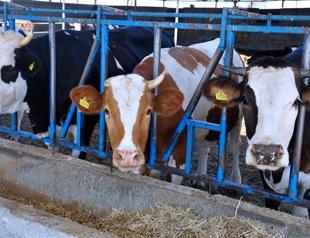 Russia allows dairy imports from Turkish firms after Western food ban