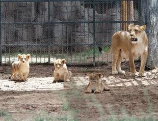 Lion cubs cuties Erciyes, Lifos and Tekir named by people’s votes