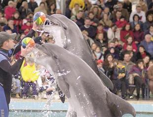 Ban on dolphin parks and circuses removed from animal protection bill