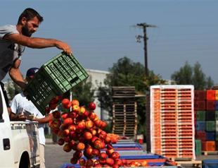EU announces aid to growers hit by Russian embargo