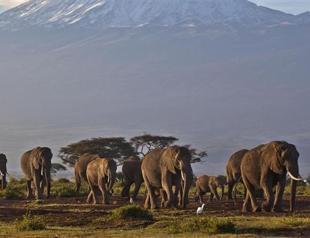 100,000 elephants killed in Africa, study finds