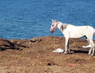 Online campaign launched to replace coach horses with electric coaches on Princes’ Islands